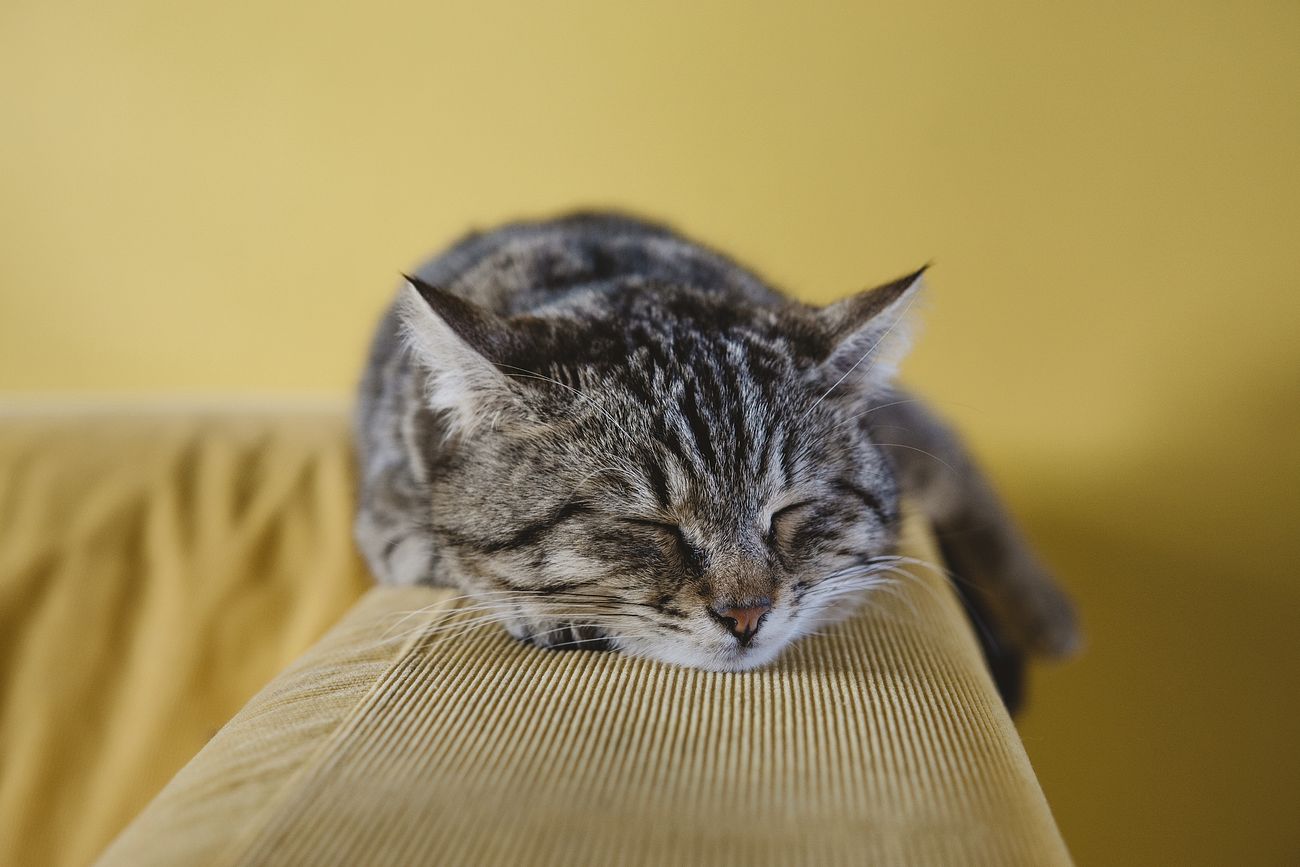 A tabby cat sleeping on an